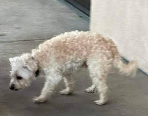 Lost Male Dog last seen Near 11255 Camino Ruiz San Diego, CA  92126 United States, San Diego, CA 92126