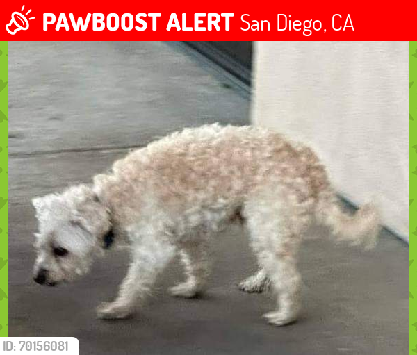 Lost Male Dog last seen Near 11255 Camino Ruiz San Diego, CA  92126 United States, San Diego, CA 92126