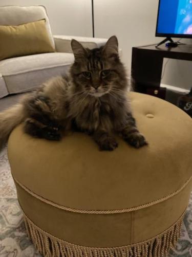 Lost Male Cat last seen 10th Ave and Hamlet St., Newport, KY 41071