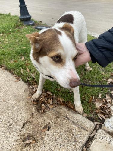Found/Stray Unknown Dog last seen Guadaloupe /Meseta, Grand Prairie, TX 75050