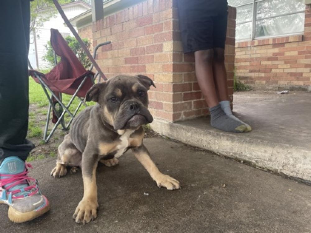 Shelter Stray Male Dog last seen Near Emerald dr., 75149, TX, Mesquite, TX 75149