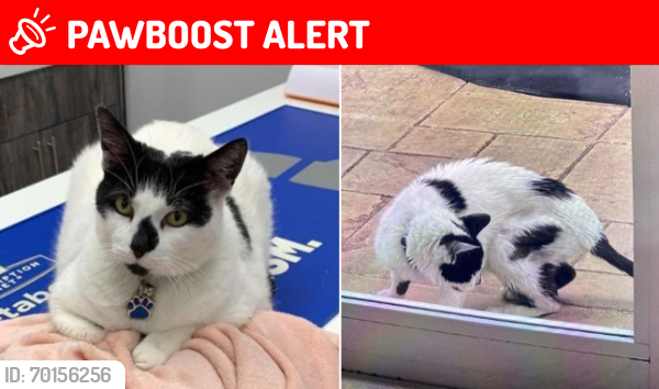 Lost Male Cat last seen Miami-Dade County, Miami, FL 33157