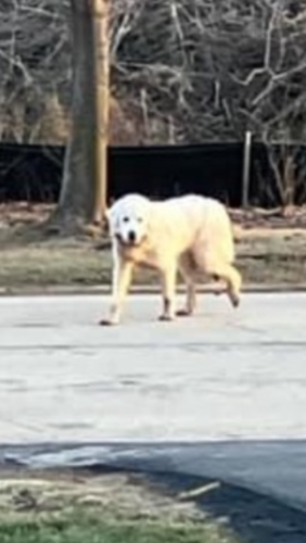 Lost Unknown Dog last seen Crossing Clairville Rd between 20th & 9th Streets, Oshkosh, WI 54904, Oshkosh, WI 54904