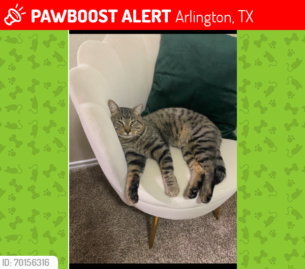 Lost Male Cat last seen HIDEAWAY DRIVE, 76017 , Arlington, TX 76017