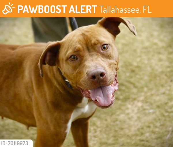Shelter Stray Female Dog last seen Near BLOCK BISHOP RD, TALLAHASSEE FL 32305, Tallahassee, FL 32311