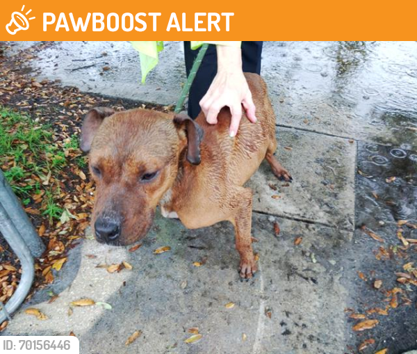 Shelter Stray Male Dog last seen Near BLOCK NW 14 CT, FORT LAUDERDALE FL 33311, Davie, FL 33312
