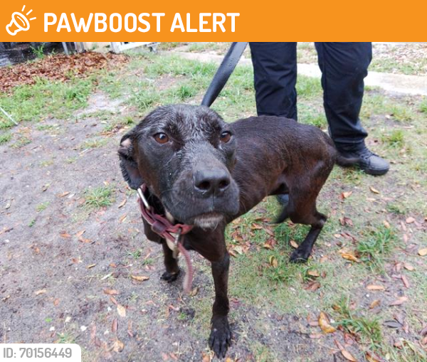 Shelter Stray Male Dog last seen Near BLOCK NW 14 CT, FORT LAUDERDALE FL 33311, Davie, FL 33312