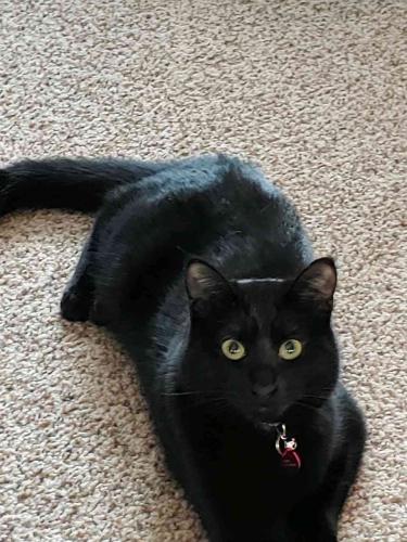 Lost Female Cat last seen Alabama and 134th st, Savage, MN 55378
