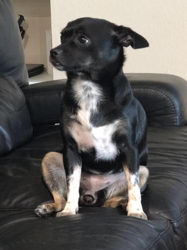 Lost Female Dog last seen Red Oak and CR 608, Burleson, TX 76028