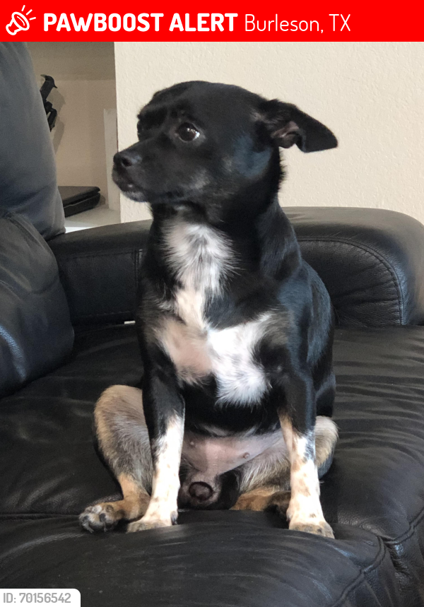 Lost Female Dog last seen Red Oak and CR 608, Burleson, TX 76028