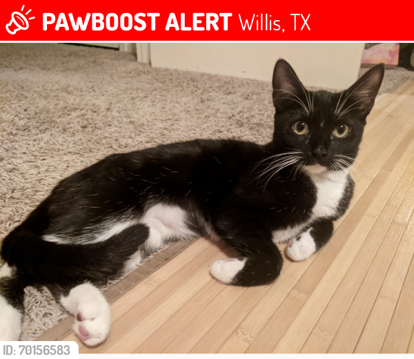 Lost Female Cat last seen Corinthian Way and Laguna, Willis, TX 77318