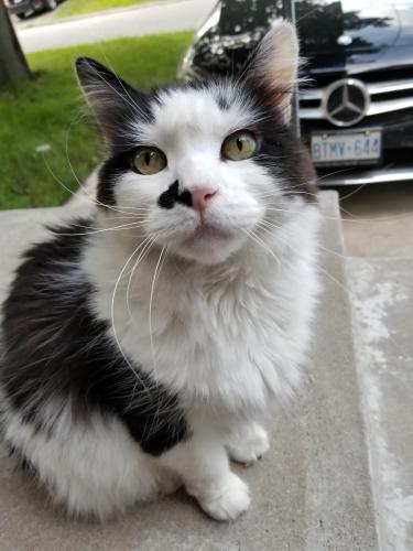 Lost Male Cat last seen Near Gloucester Grove, Toronto, M6C 1Z9 (near Eglinton West & Allen Road), Toronto, ON M6C 1Z9
