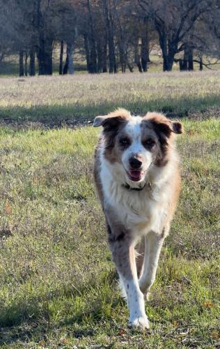 Lost Male Dog last seen Cleburne Hwy and Running Deer, Granbury Tx, Cleburne Hwy, TX 76049