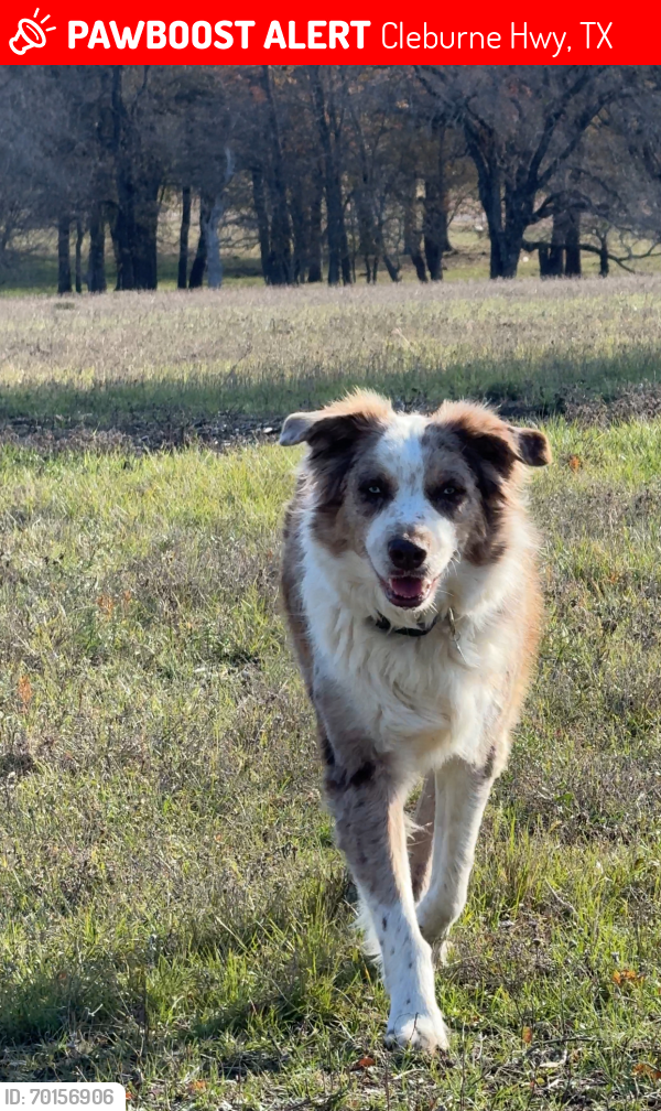 Lost Male Dog last seen Cleburne Hwy and Running Deer, Granbury Tx, Cleburne Hwy, TX 76049