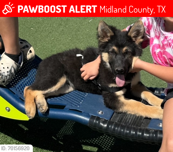 Lost Male Dog last seen N CR 1130 & E CR 67 Midland TX 79705, Midland County, TX 79705