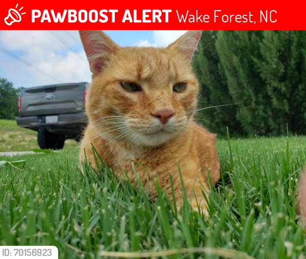 Lost Male Cat last seen Green Drake Dr and Forestville Rd. , Wake Forest, NC 27587