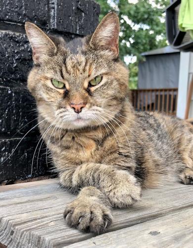 Lost Female Cat last seen Southgate Community Center , Southgate, KY 41071