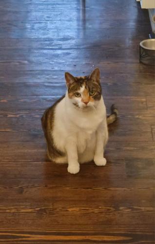 Lost Female Cat last seen Woodland Avenue, Raleigh, NC 27608