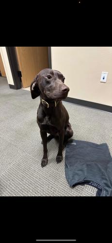 Lost Female Dog last seen Orchard heights/brush college, Salem, OR 97304