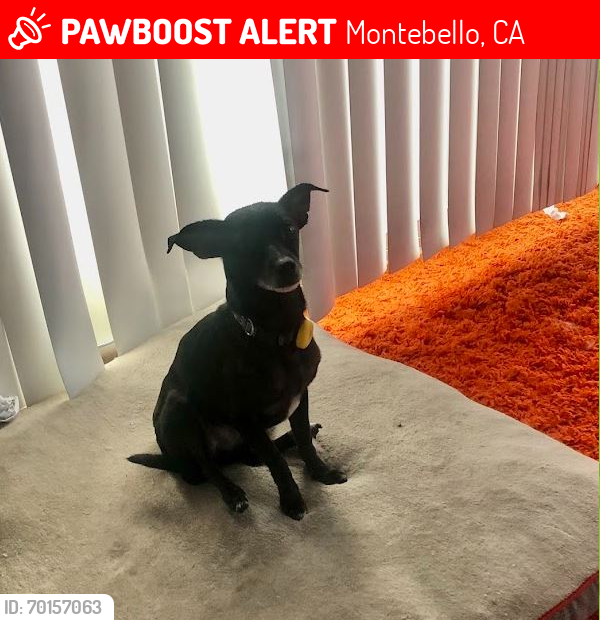 Lost Male Dog last seen Arroyo Drive, potrero heights park. , Montebello, CA 91770