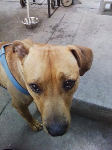 Lost Male Dog last seen Near Wagtail Drive , Tracy, CA 95376