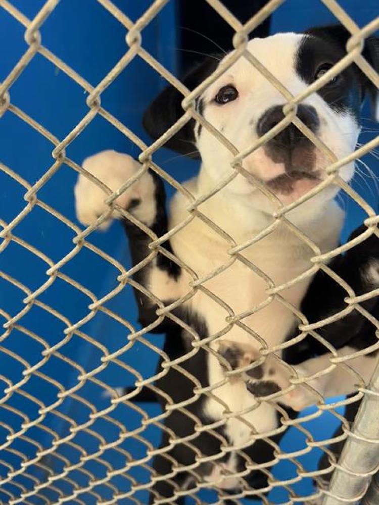 Shelter Stray Female Dog last seen ABANDOMENT AT SHELTER, Bakersfield, CA 93307