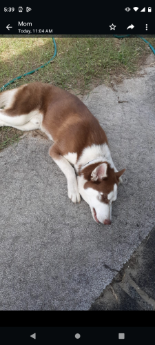 Lost Male Dog last seen Snell Creek davenport fl , Davenport, FL 33837