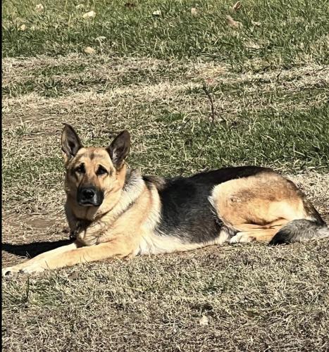 Lost Female Dog last seen Old Highway 42 & Chimney Spring Road, Old Hwy 42, TN 38580