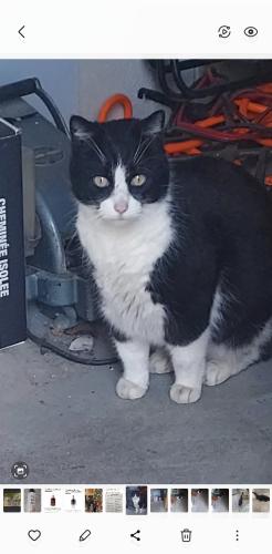 Lost Male Cat last seen William and Northfield Rd., Bedford, OH 44146