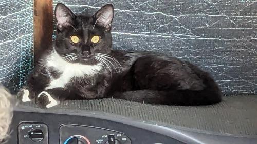 Lost Female Cat last seen Near Culbertson Ave.La Mesa CA 91942, La Mesa, CA 91942