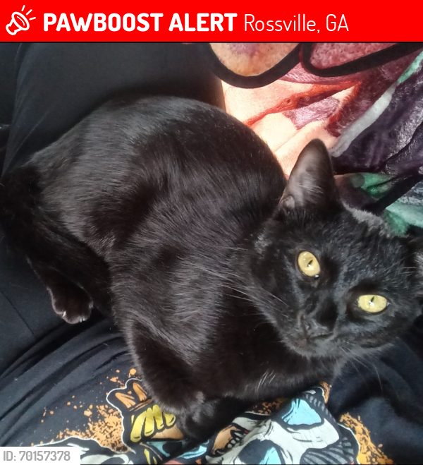 Lost Female Cat last seen Woodcreek rd, off circle drive, behind 2A in Rossville , Rossville, GA 30741