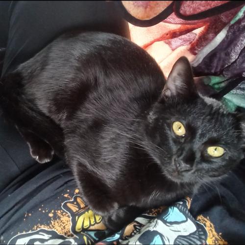 Lost Female Cat last seen Woodcreek rd, off circle drive, behind 2A in Rossville , Rossville, GA 30741