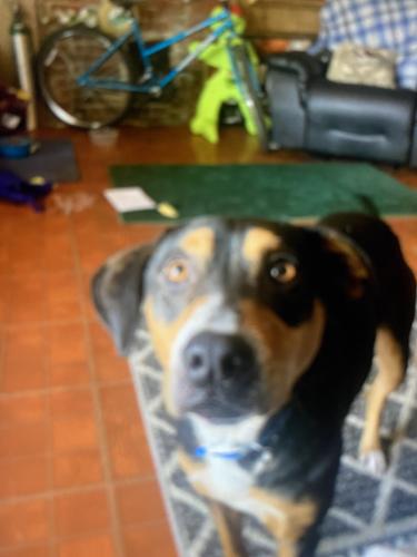 Lost Male Dog last seen Bristol tn , Bristol, VA 24201