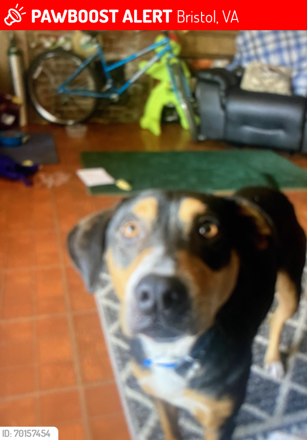 Lost Male Dog last seen Bristol tn , Bristol, VA 24201