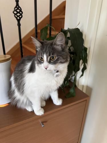 Lost Female Cat last seen Pascoe Vale , Pascoe Vale, VIC 3044