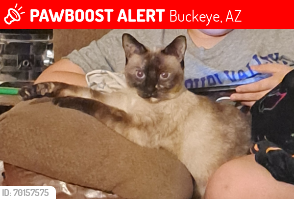 Lost Female Cat last seen Near w. LYNWOOD , Buckeye, AZ 85396