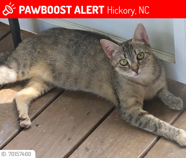 Lost Female Cat last seen 33rd ST DR NW (backyard) , Hickory, NC 28601
