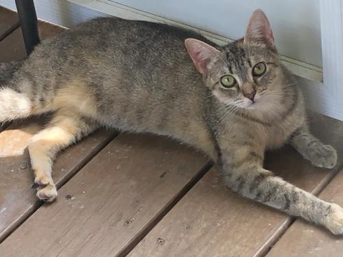 Lost Female Cat last seen 33rd ST DR NW (backyard) , Hickory, NC 28601