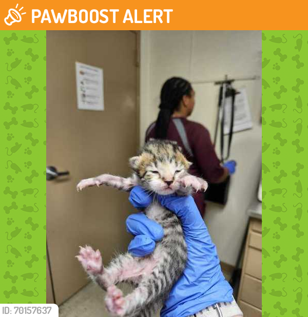 Shelter Stray Male Cat last seen College Station, TX , Bryan, TX 77807