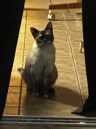 Lost Female Cat last seen south monroe next to beverly hills blvd, Beverly Hills, FL 34465