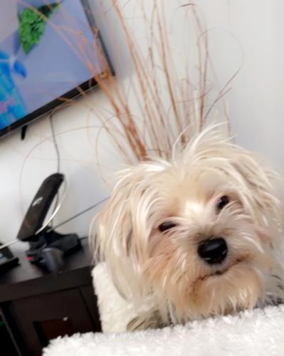 Lost Female Dog last seen Near s Campbell , Chicago, IL 60629