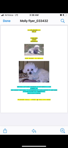 Lost Female Dog last seen Golfcenter park way Indio , Indio, CA 92201