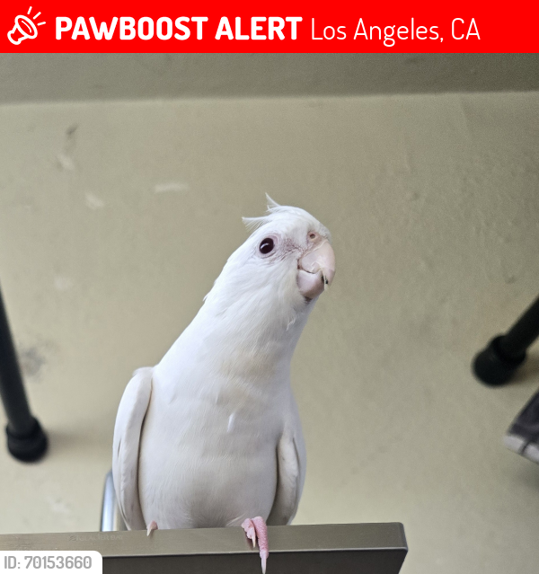 Lost Male Bird last seen Near mountair ave tujunga ca 91042 apt 111, Los Angeles, CA 91042