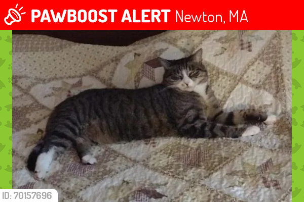 Lost Female Cat last seen Elinor Rd & Woodcliff Rd Newton, Newton, MA 02461