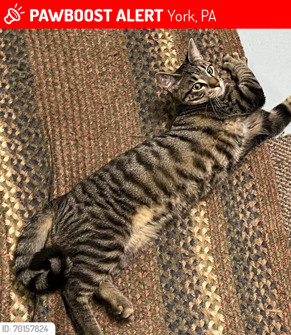 Lost Male Cat last seen North Hills Rd Middle School, York, PA 17406