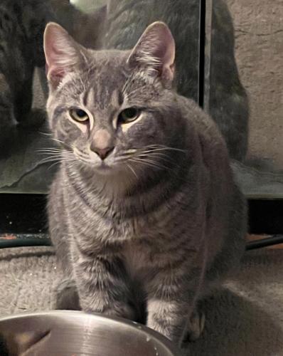 Lost Male Cat last seen 17th and Berryhill Street , Harrisburg, PA 17104