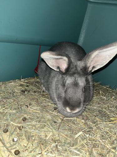 Lost Female Rabbit last seen South 143 avanue , Omaha, NE 68138