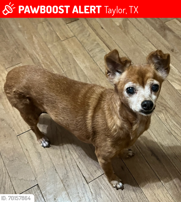 Lost Female Dog last seen 7th street and Cecelia, Taylor, TX 76574