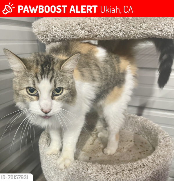 Lost Male Cat last seen Deerwood extension , Ukiah, CA 95482