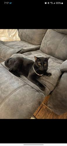 Lost Female Cat last seen Duplex, Oklahoma City, OK 73128